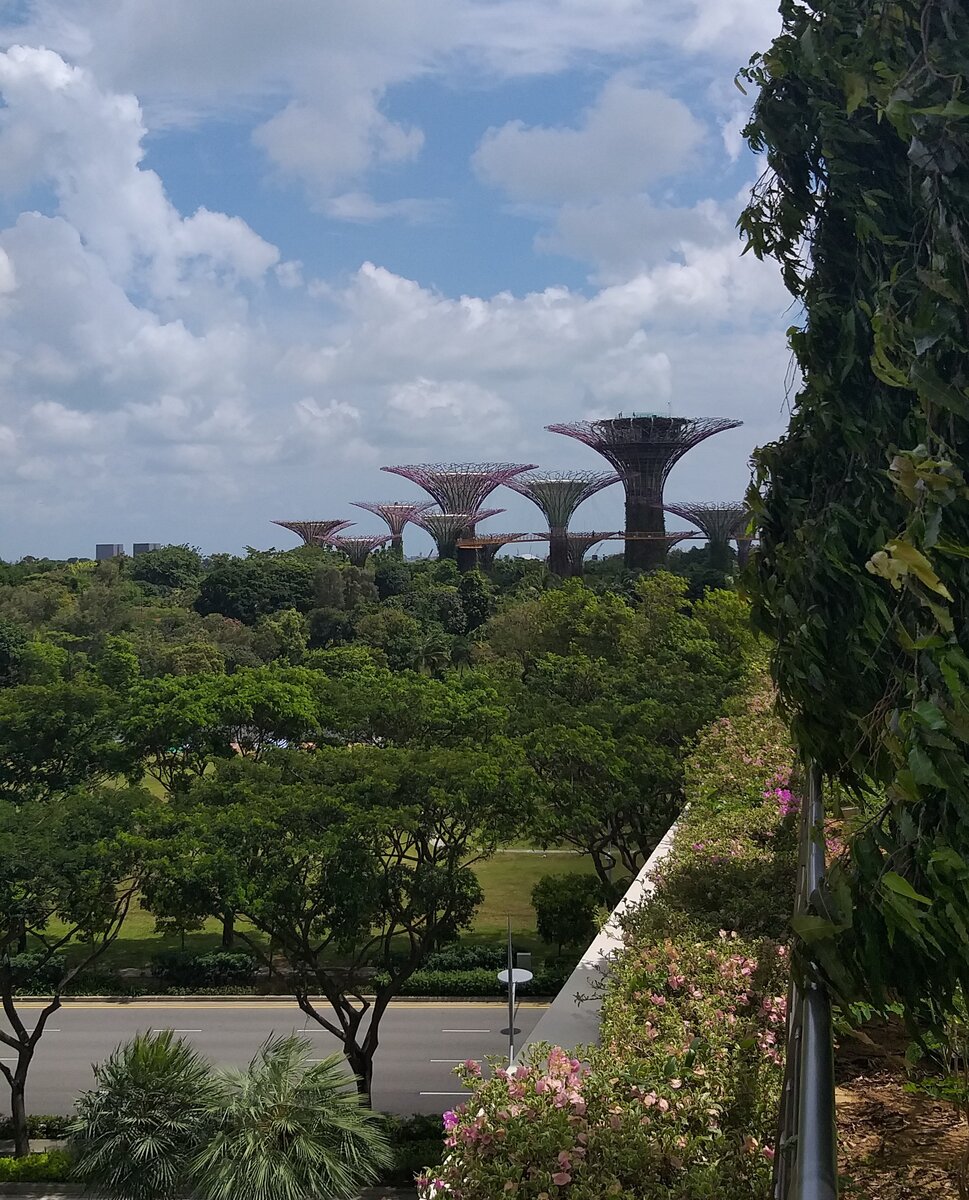 Те самые деревья!