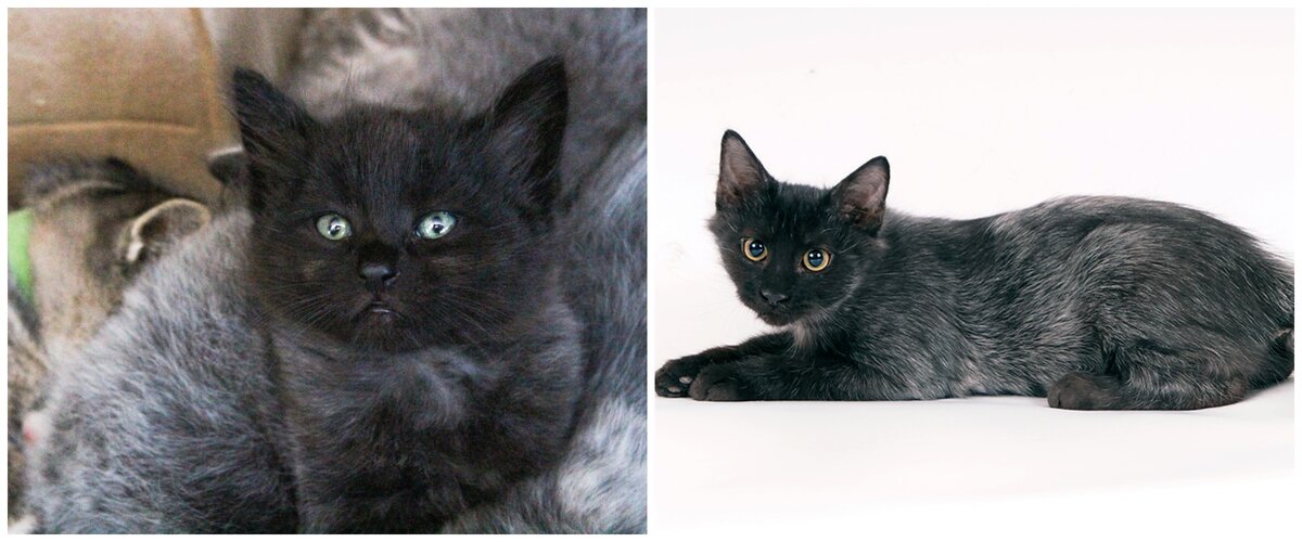 Иногда кошки рождаются "седыми", и с возрастом цвет может поменяться на черный. Бывает и наоборот, из черного цвет становится пепельным в силу возраста, стресса, болезни или других причин