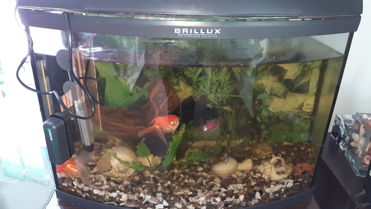 Аквариум для золотой рыбки