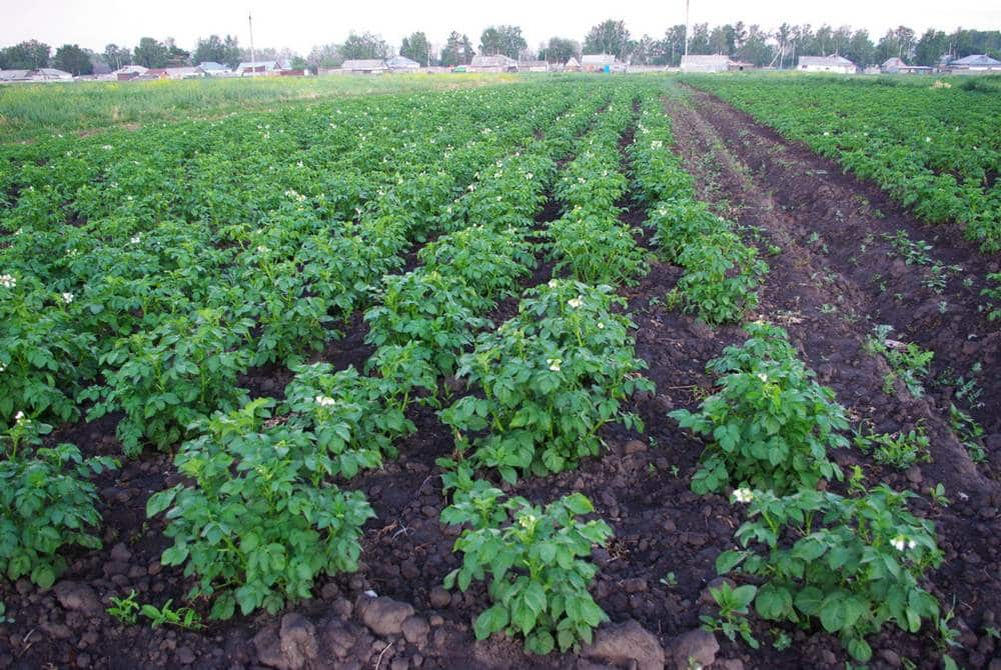 фото из google.com