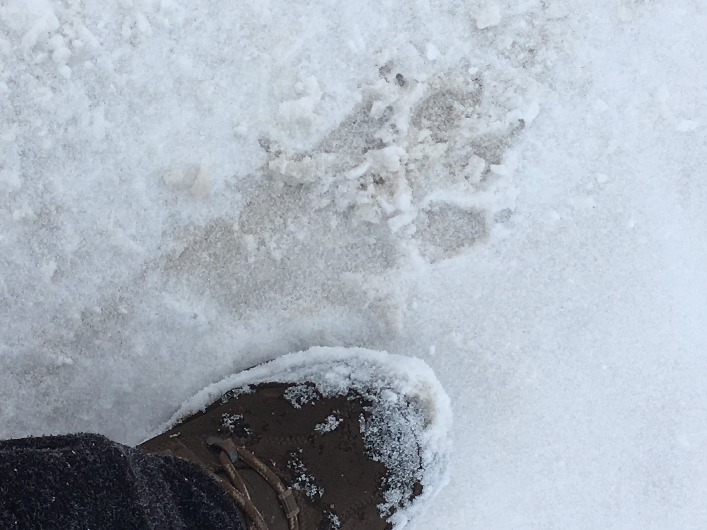 Огромные следы на снегу : "Кто здесь прошел до меня? Волк, собака или медведь?"