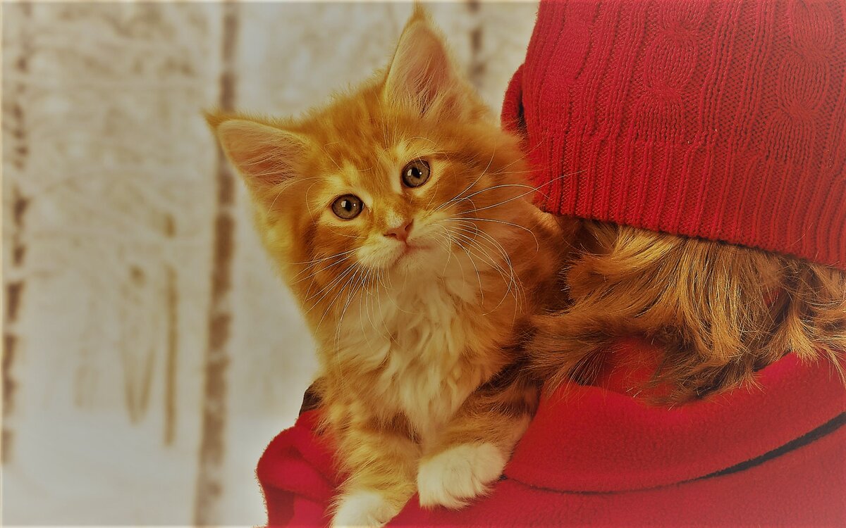 Фото из Интернета