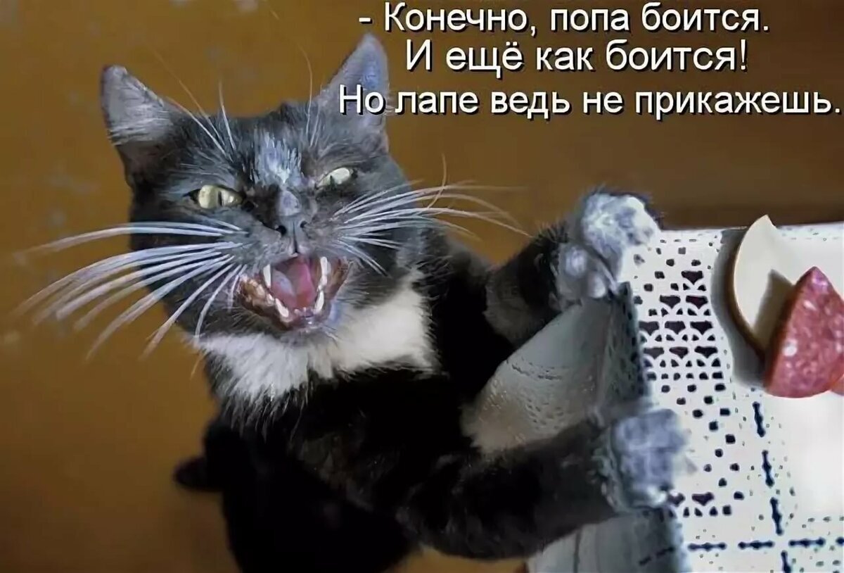 Смешные котики с надписями. Прикольные коты с надписями. Смешные кошки с надписями. Приколы с котами с надписями.