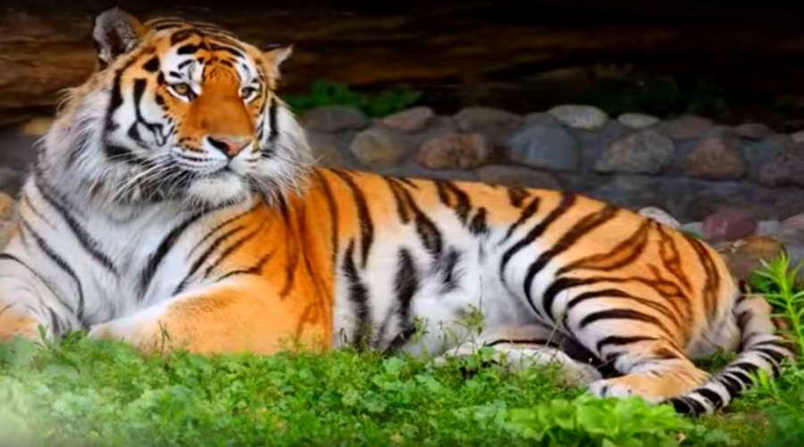 Тигр — это огромная кошка