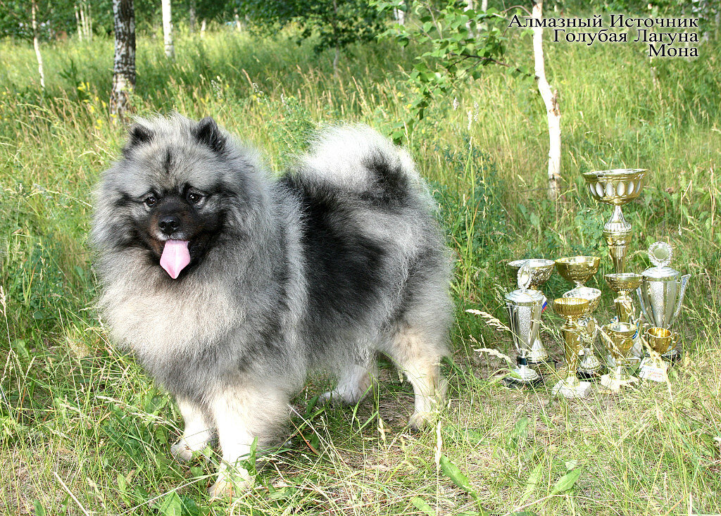 Алмазный Источник Голубая лагуна(Моняша)