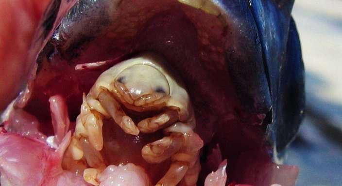 паразит на языке рыбы , он вам улыбается :)