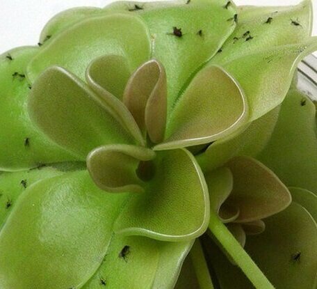 фото из яндекса