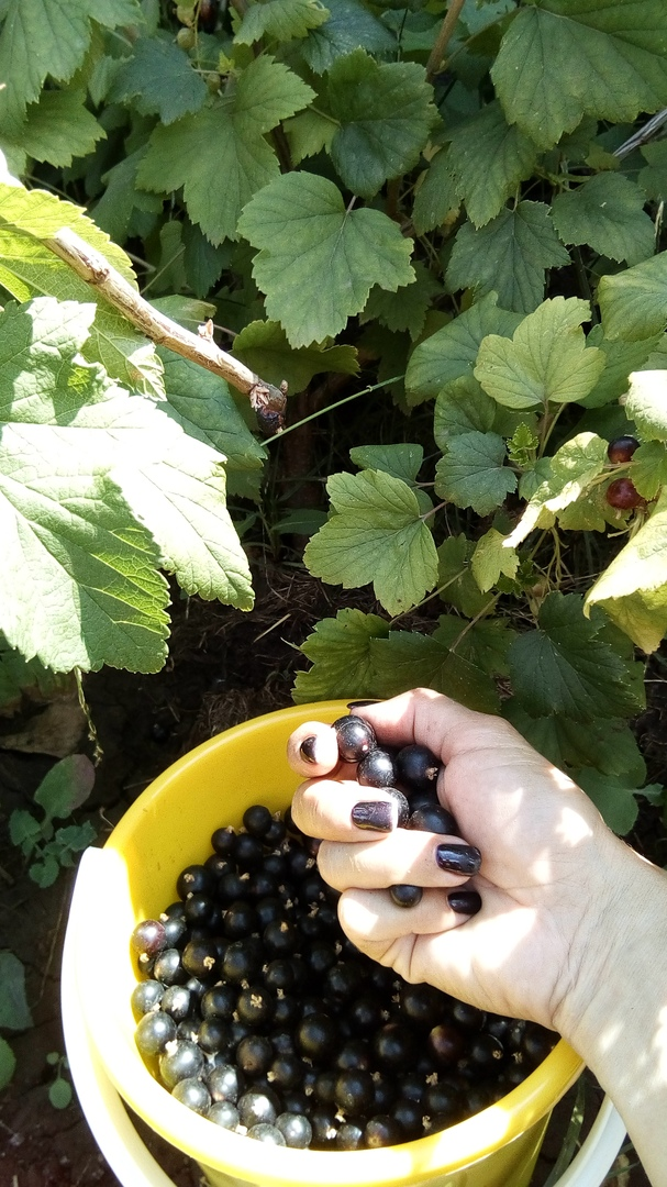 Моя смородина