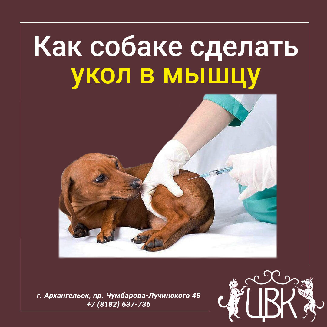 Как собаке сделать укол в мышцу | Домашние животные. Ветеринария | Дзен