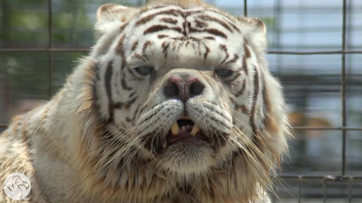 У животных бывает синдром дауна. Лев с синдромом дауна. У животных бывает синдром дауна. Лошадь с синдромом дауна. Синдром дауна у животных.