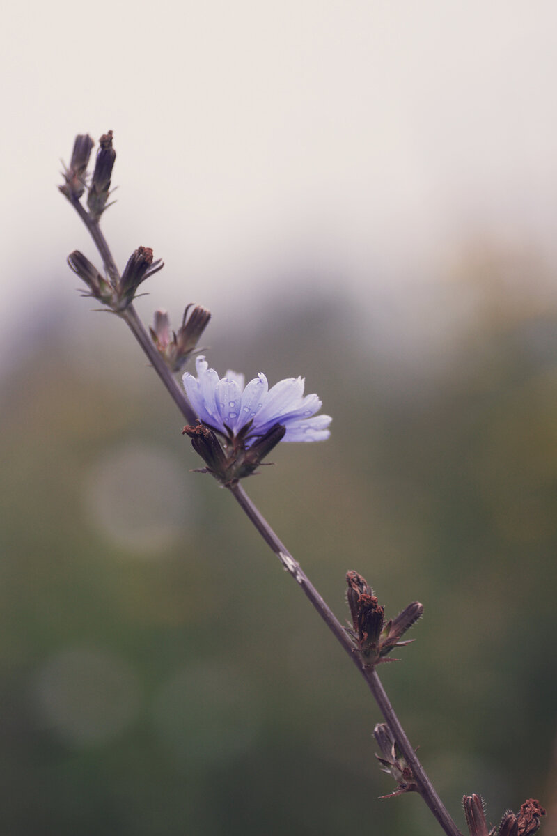 Веточка цикория.