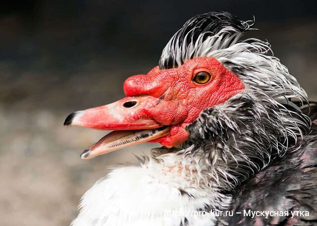 Разведение индоуток в домашних условиях подробно для начинающих 🦆 и фото красоток | Курочка | Дзен