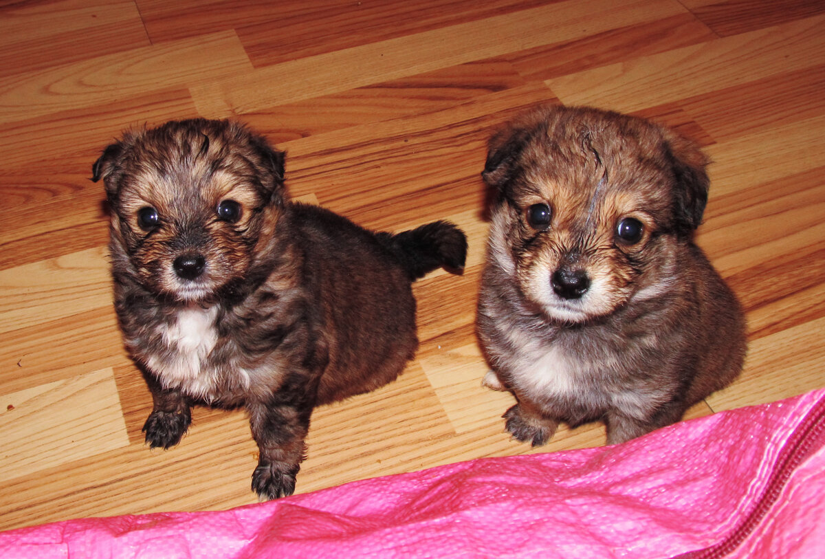 Птичка и Еремей