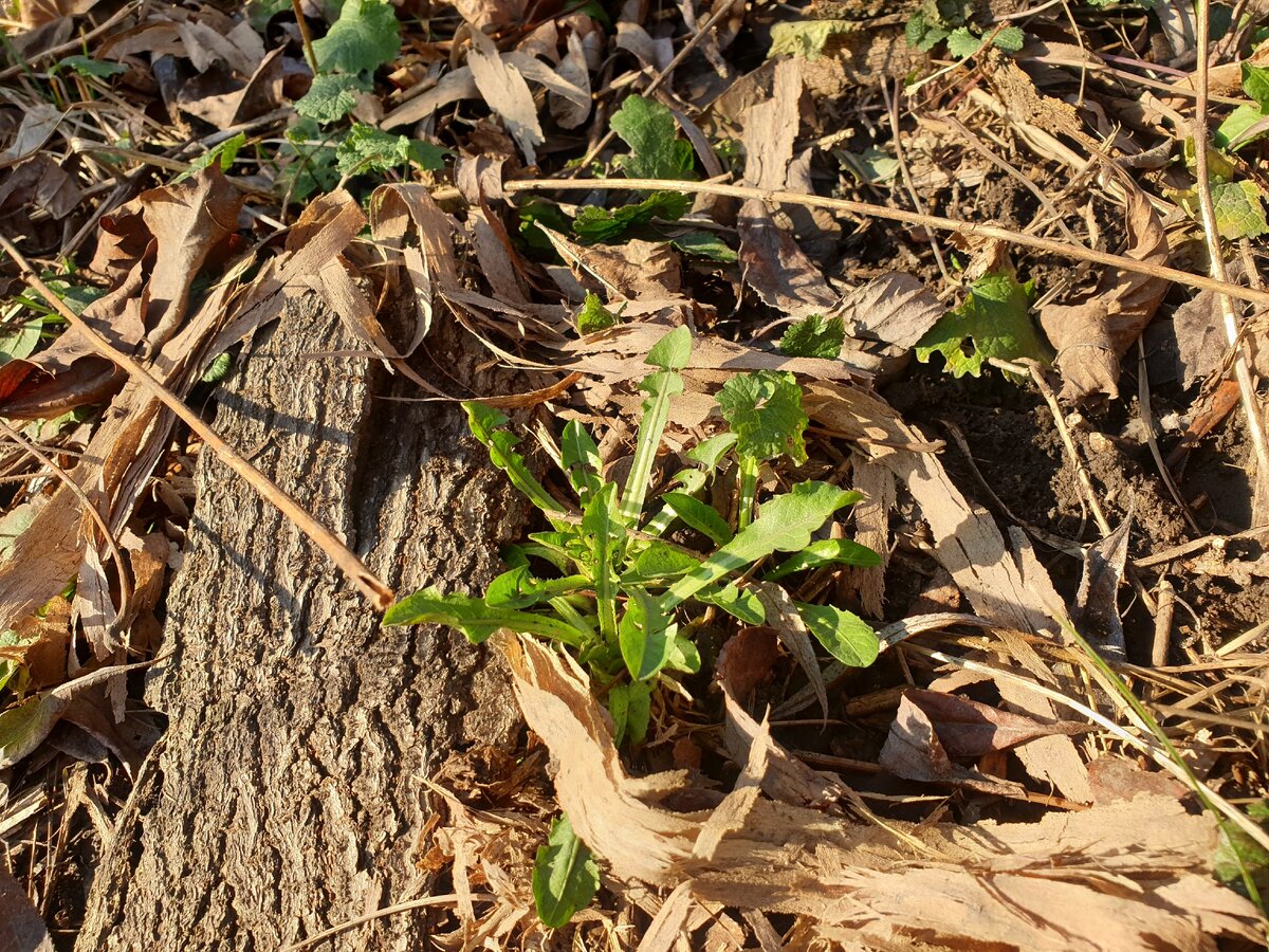 18 января 2020 г., парк "Сокольники", Москва