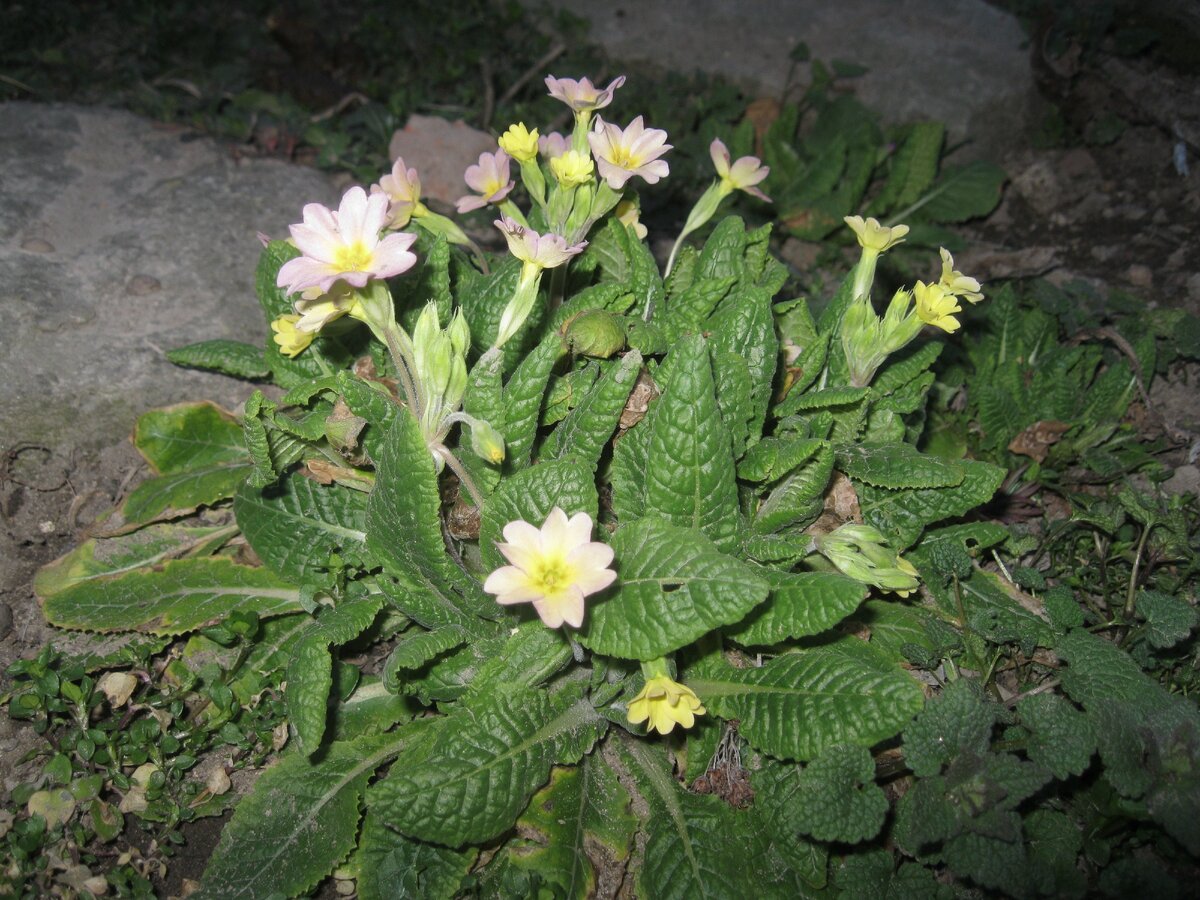 Дикорастущая примула ( иглика).