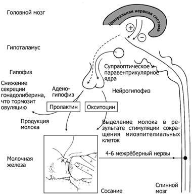 Выделение молока из грудных желез