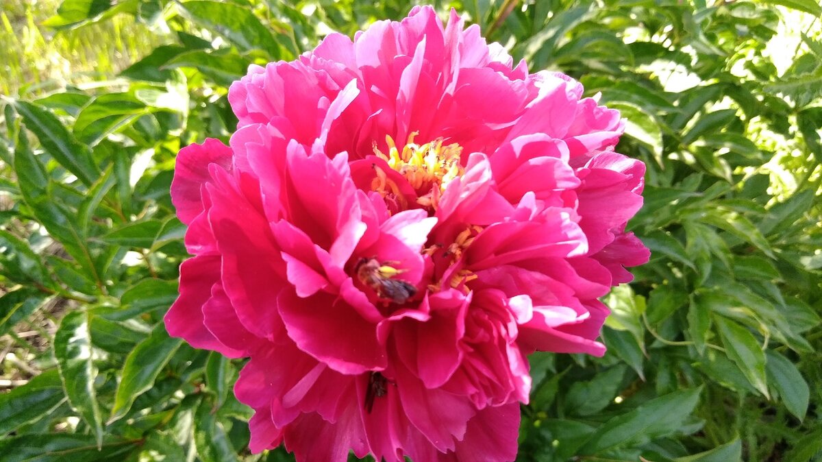 Пчёлки тоже любят пионы.