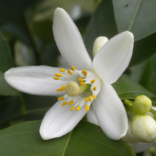 цветки апельсина