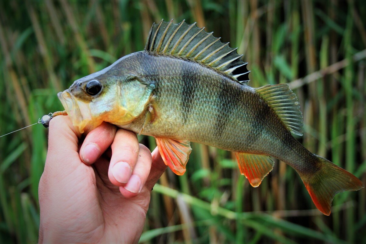 Яндекс.Картинки