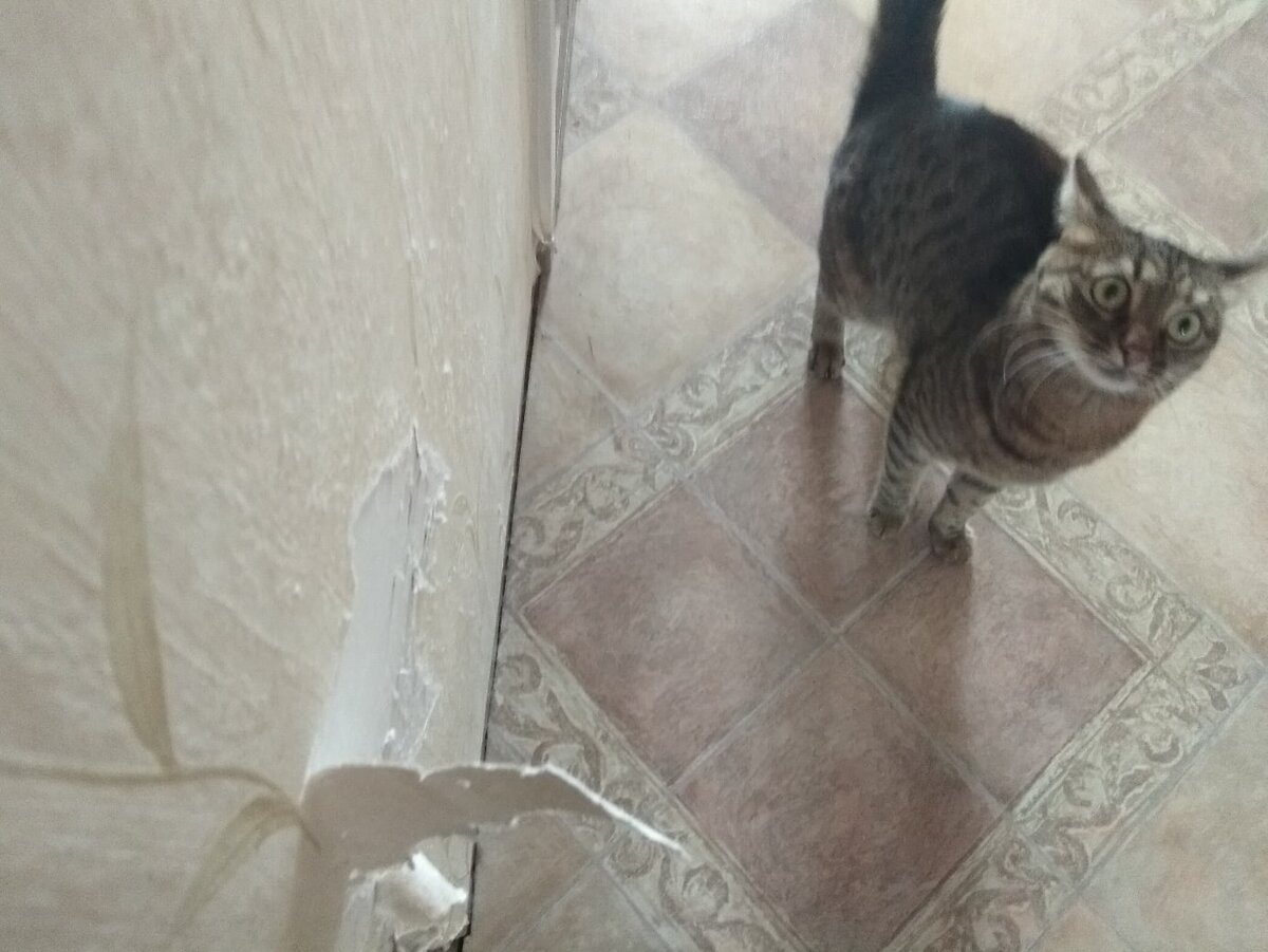 Домашний питомец Лиса призвана на место преступления 