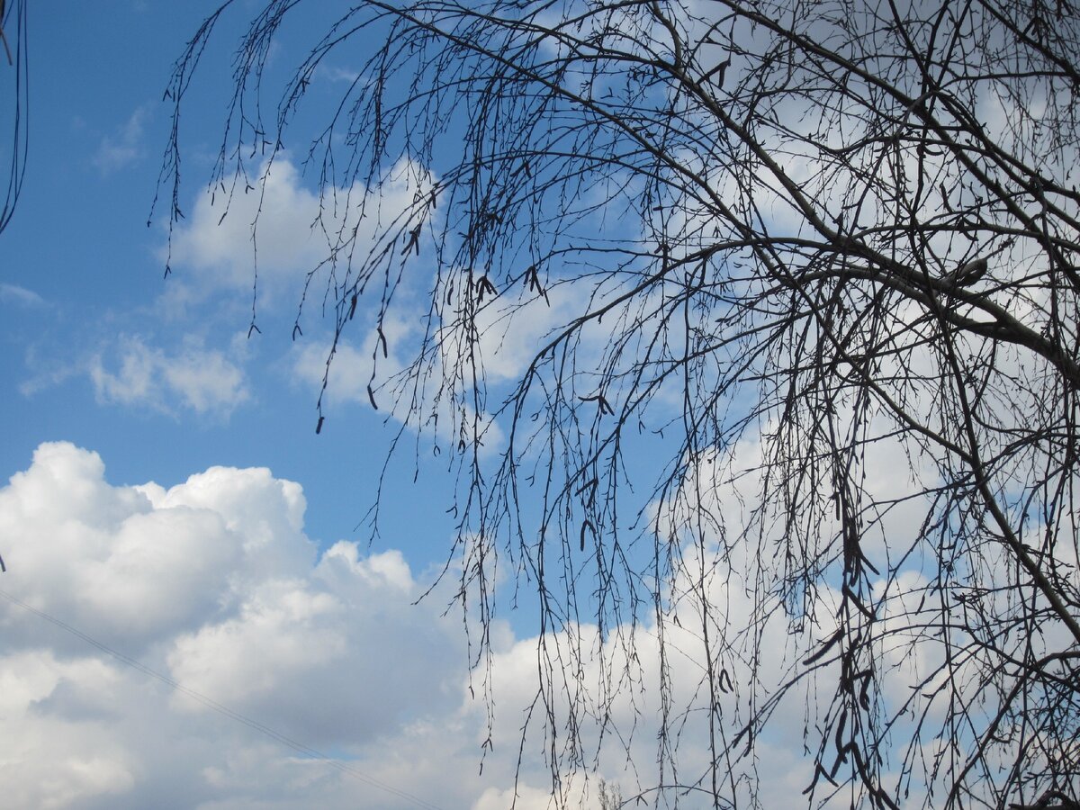 Весенние мотивы | МИР ВОКРУГ МЕНЯ Н. А. | Дзен