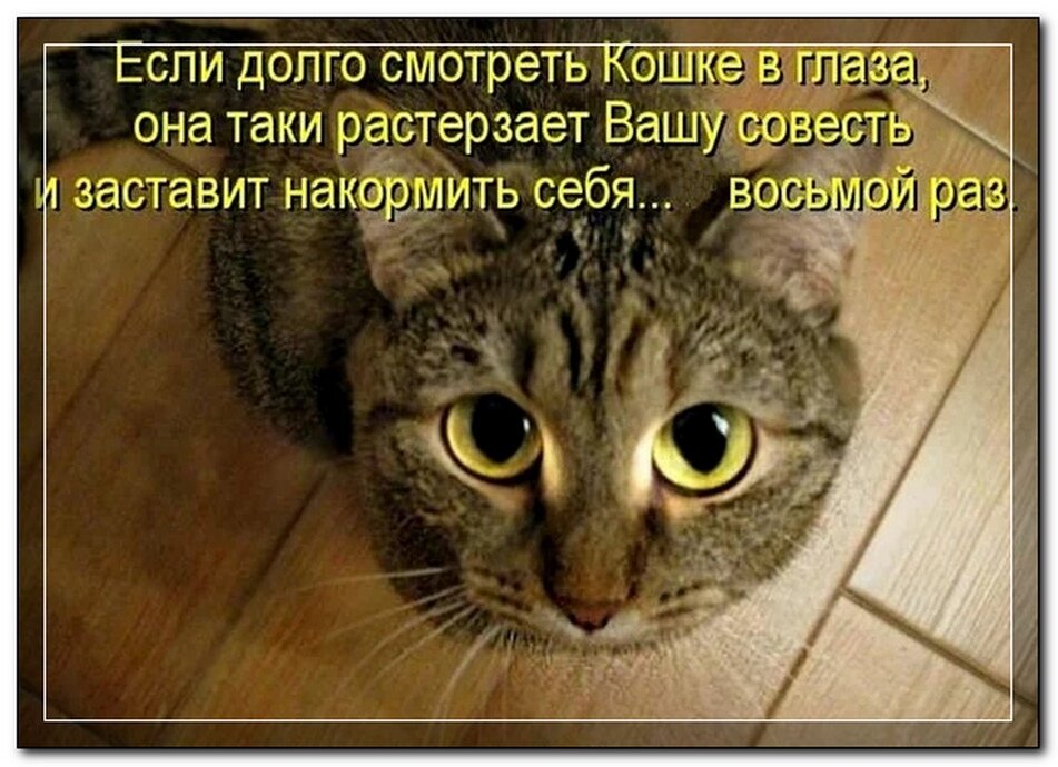 Таня хозяйка кота мурзика. Смешные коты с надписями. Приколы с котами с надписями. Приколы про кошек с надписями. Прикольные коты с подписями.