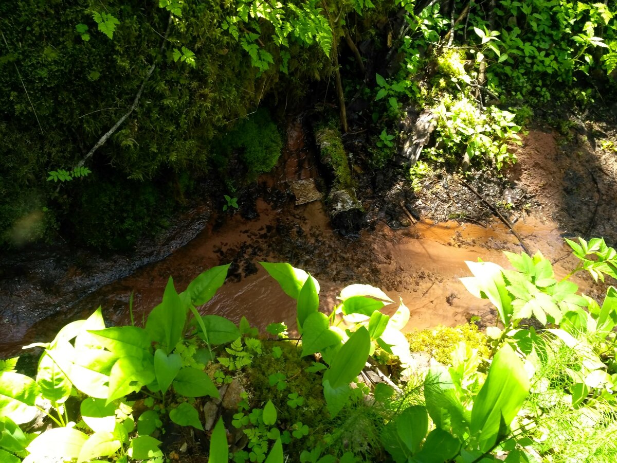 Вот так выглядит подход к источнику и сам источник издали.  На фото видно, как  большая вековая ель держит свод пещеры источника.