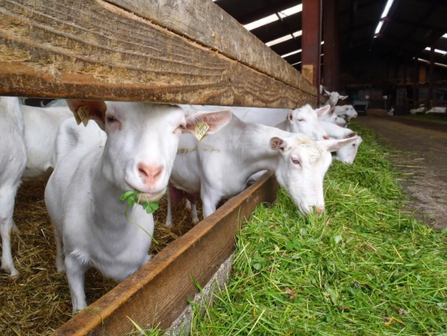 Фотография взята из источника  сельхозпортал.рф