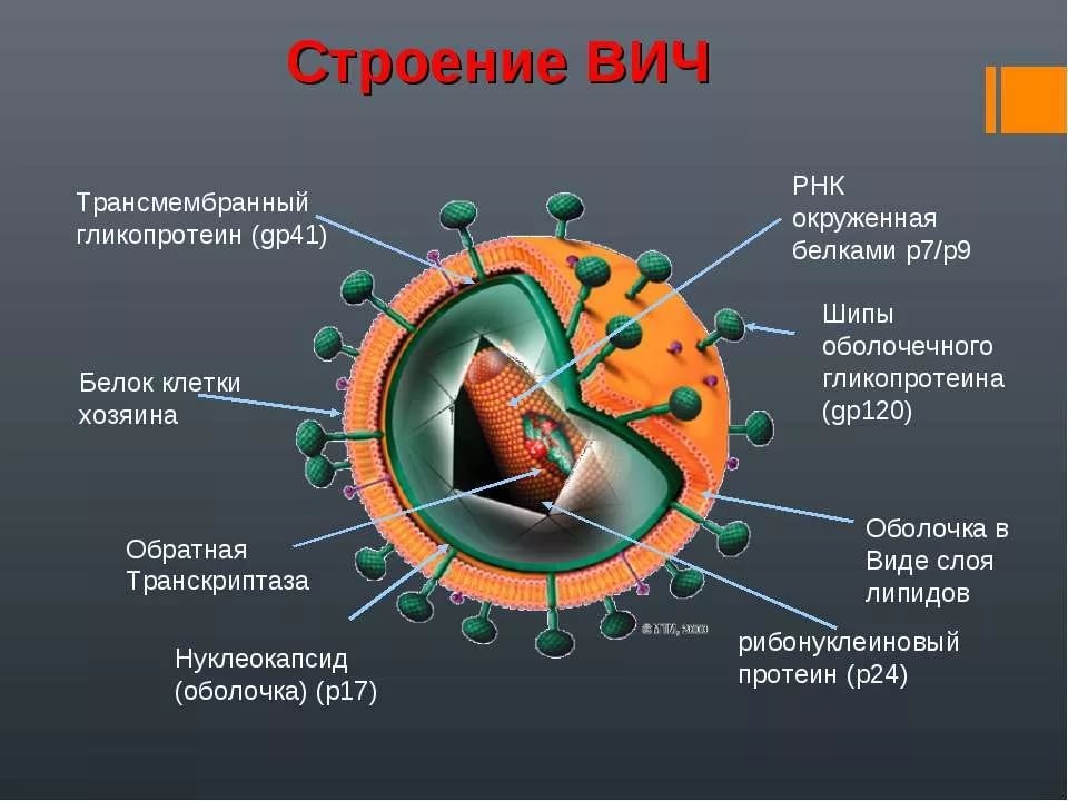 строение вич