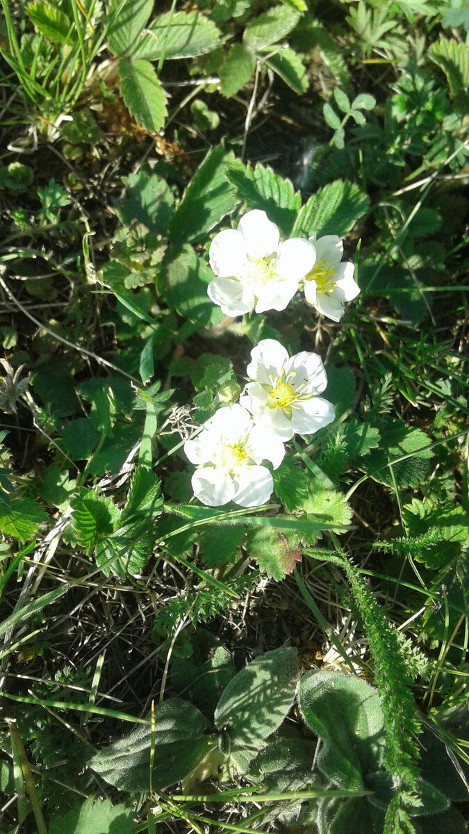 Лесные ягоды