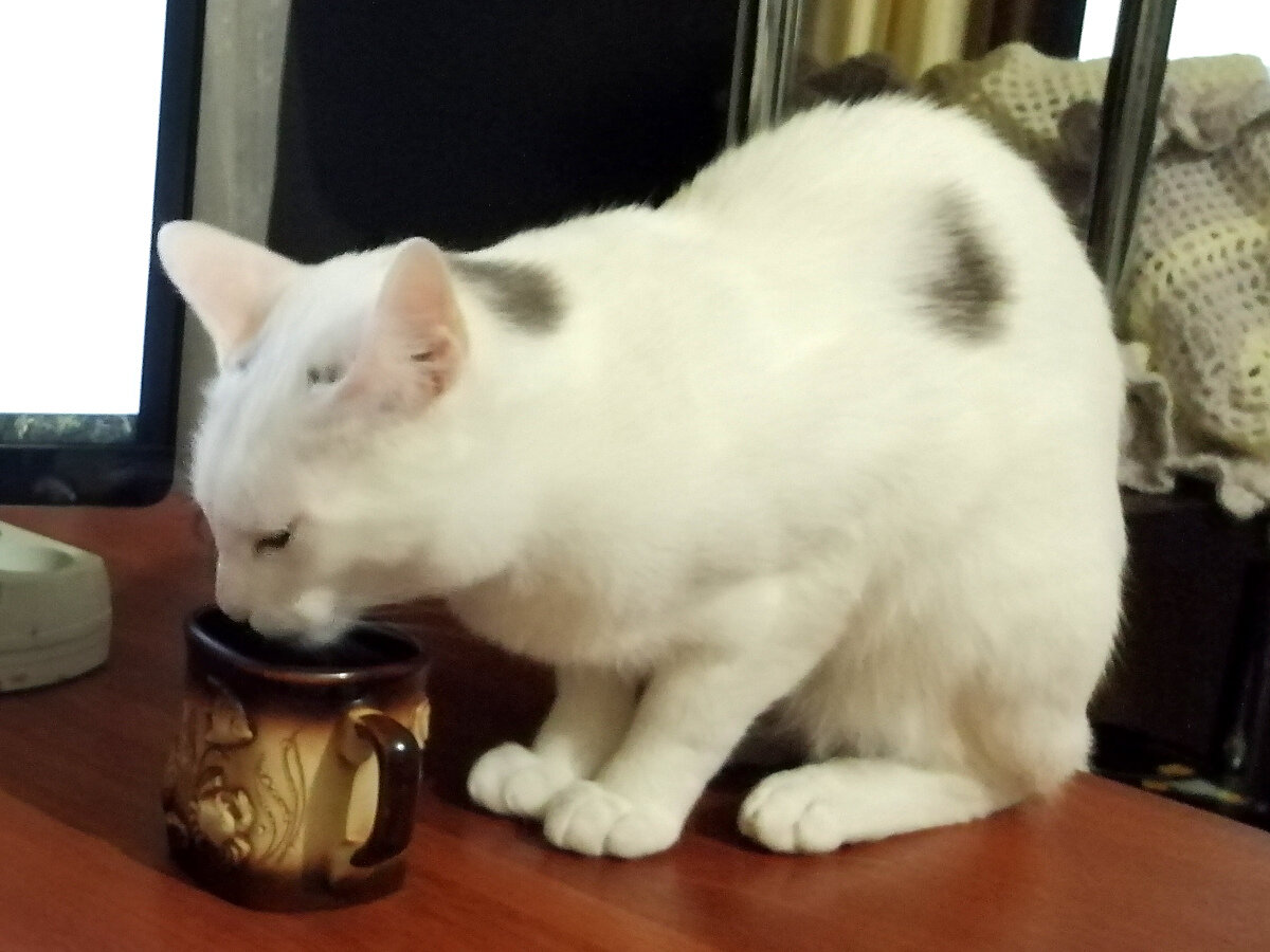 16.05.2020, Лея, фото собственное