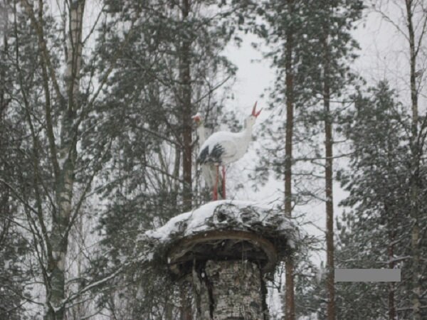 Беларусь прекрасна в любое время года. Фото автора