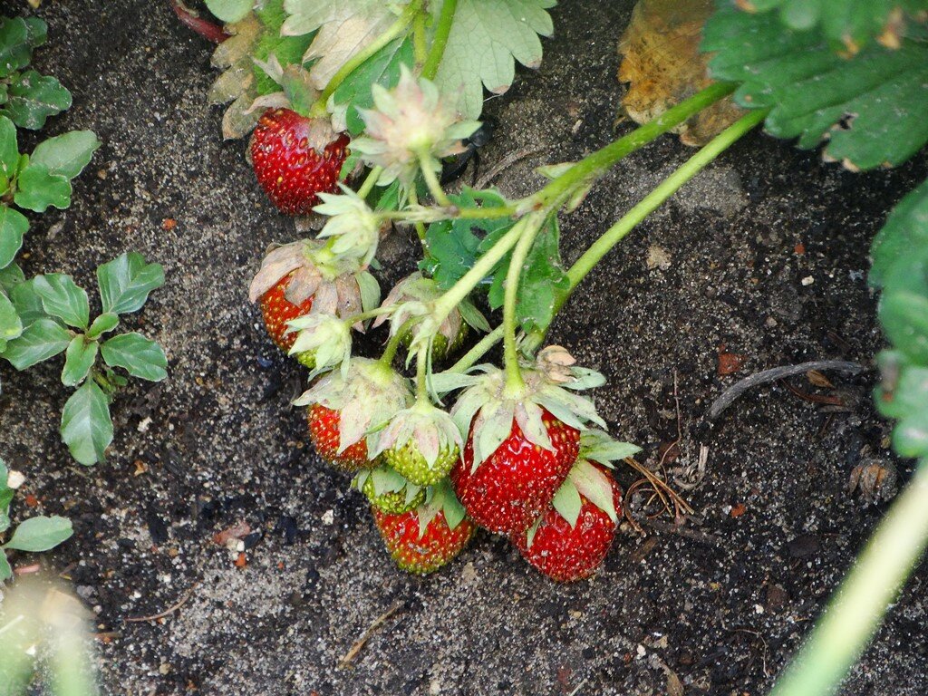 Не всегда удается собрать весь урожай клубники