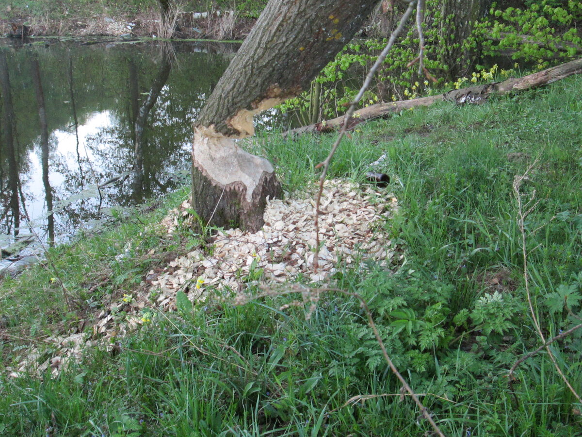 Здесь были бобры. Фото автора