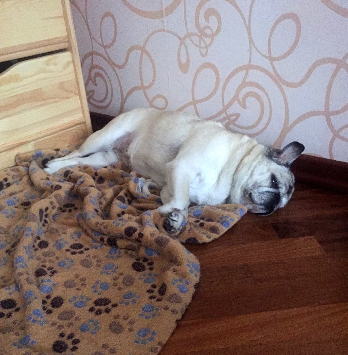 Соня живет сейчас на таблетках ВетМедин от сердца.