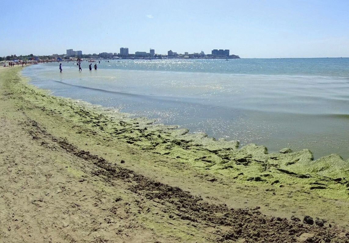 Анапа в августе отзывы море цветет