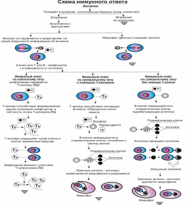 Основные стадии иммунного ответа. Механизм клеточного иммунитета схема. Механизм клеточного иммунного ответа иммунология. Адаптивный иммунный ответ схема. Основные этапы клеточного иммунного ответа.