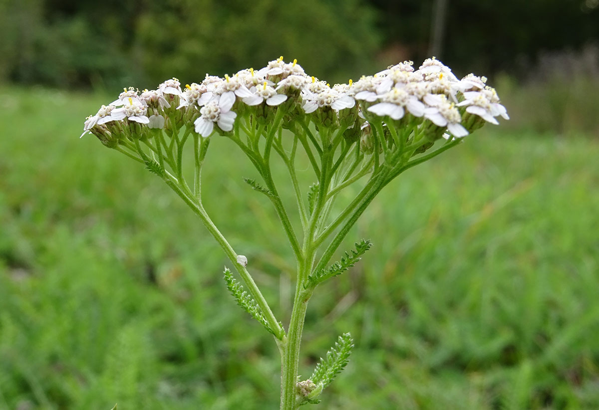 Иллюстрация с сайта pixabay.com