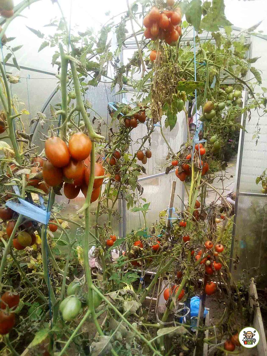Фитофтора урожаю не помеха