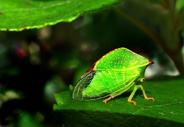 Stictocephala bisonia - крошечный "буйвол". #Насекомые #России #Биология #Энтомо