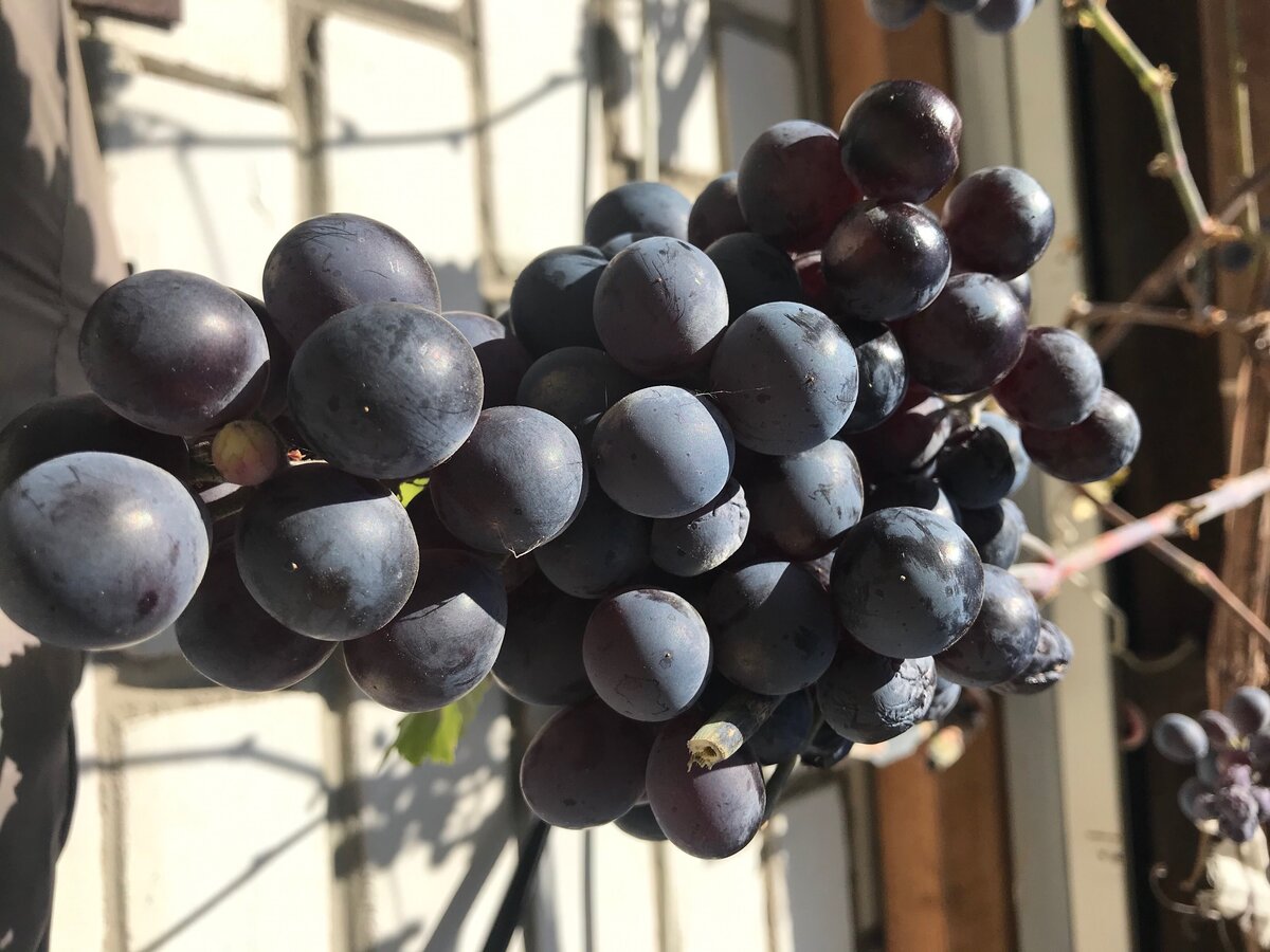 1) На латыни «виноград» означает «vinifera». Поэтому именно в его честь и был назван открытый в прошлом веке астероид Винифера.
2) Доподлинно установлено, что древние египтяне культивировали виноград в дельте Нила ещё в 6-м тысячелетии до нашей эры.
3) По содержанию полезных веществ виноградная мякоть уступает кожице этих ягод.
4)Свежие, но не вымытые виноградины иногда кажутся чуть белёсыми, пушистыми. На самом деле этот налёт представляет собой колонии микроорганизмов.
5) Светлые сорта винограда по содержанию полезных веществ уступают тёмным.
6) Специалисты разделяют все многочисленные сорта винограда на четыре группы, в зависимости от цвета ягод — красный, розовый, чёрный и белый.