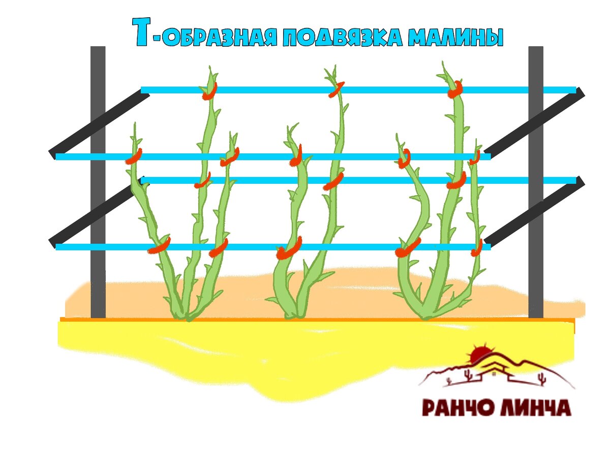 Схема посадки малины ремонтантной весной
