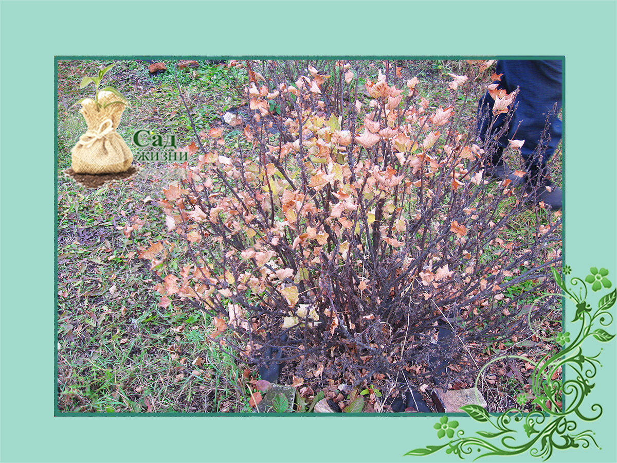 Готовим сад к зиме
