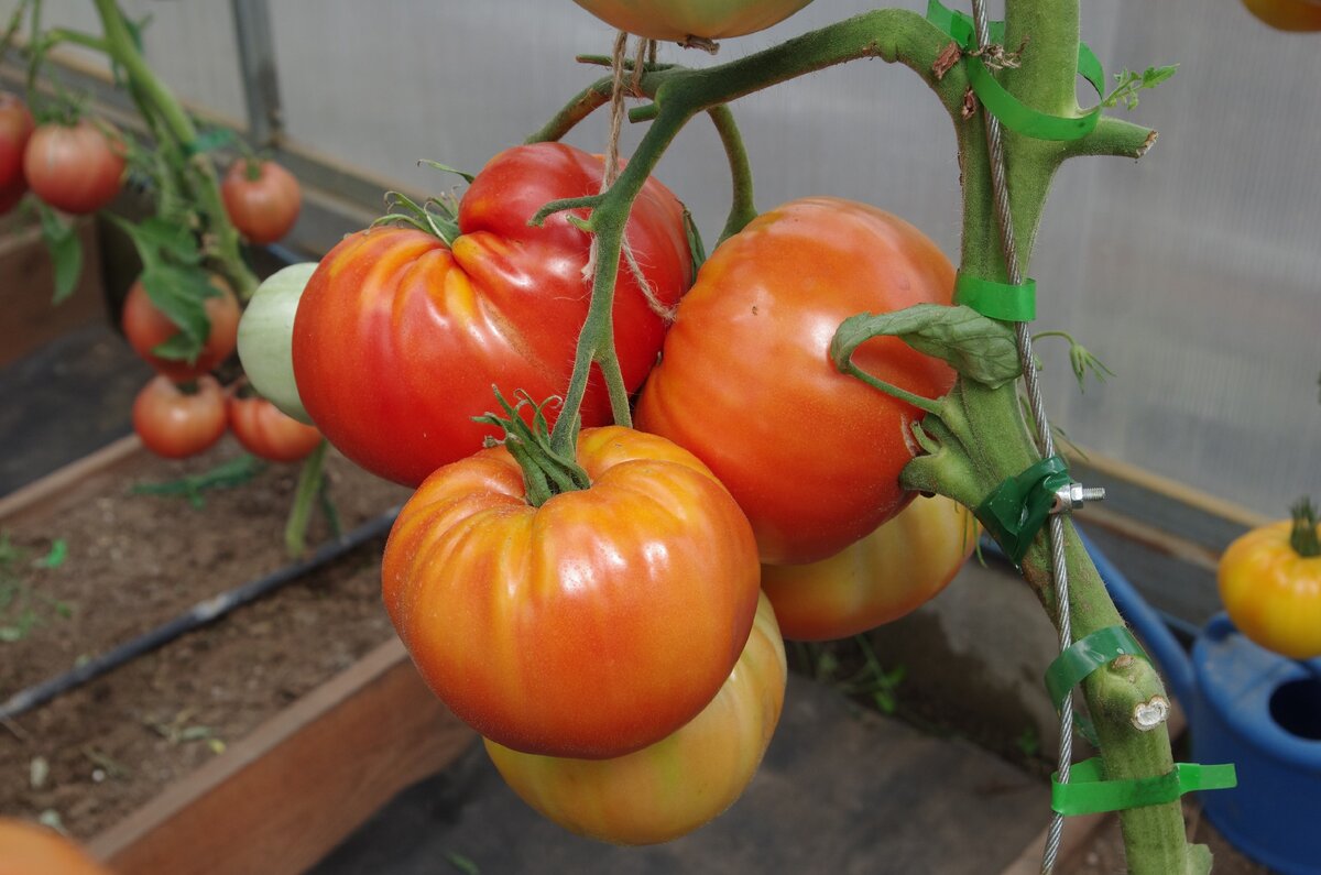 Томат "Легенда Коктебеля". Источник фото: onsad.ru