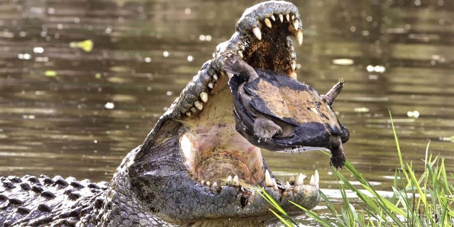 Крокодил пытается раздавить панцирь черепахи.