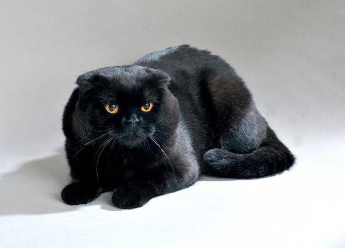 Кошка породы шотландская вислоухая