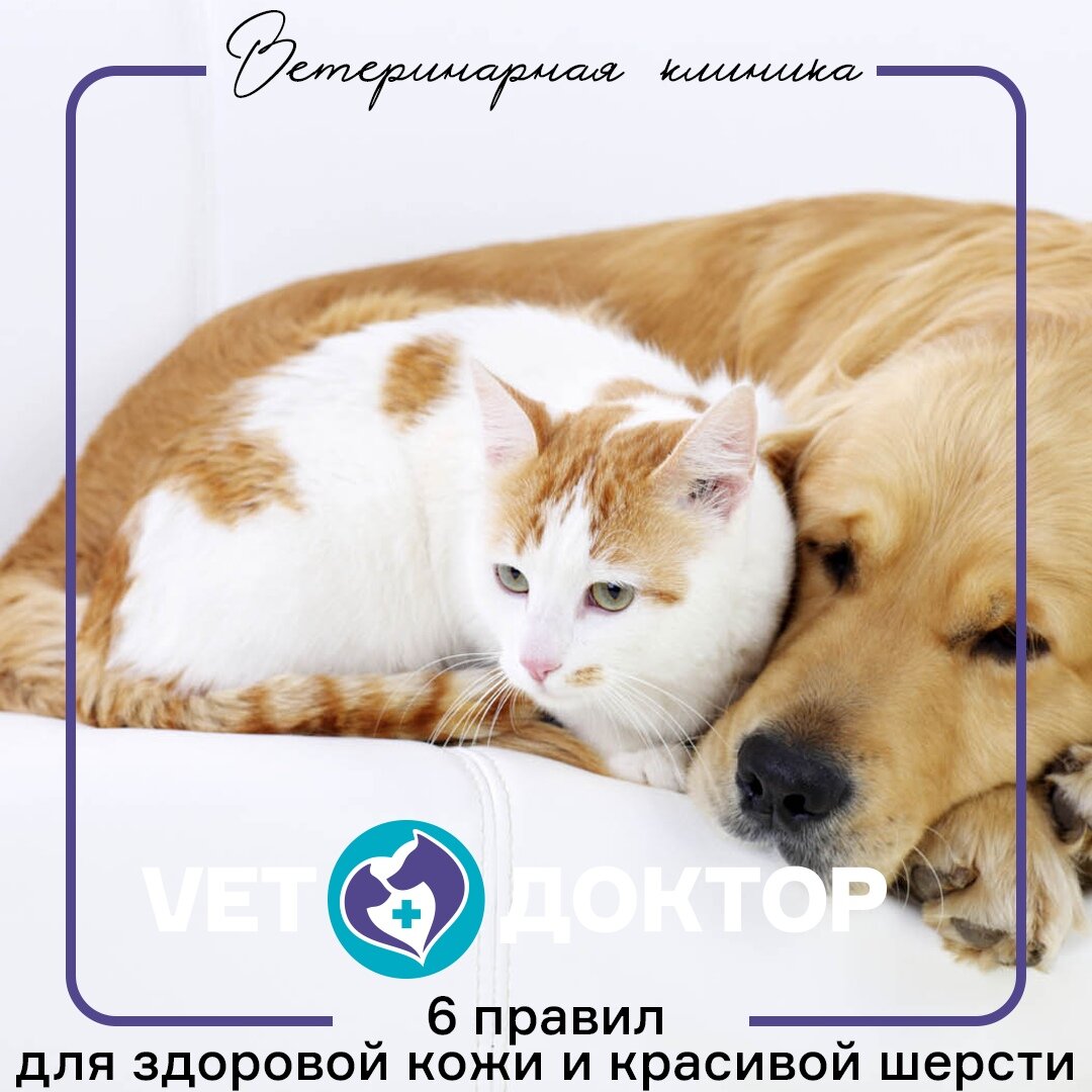 Почему важно ухаживать за шерстью и кожей питомца