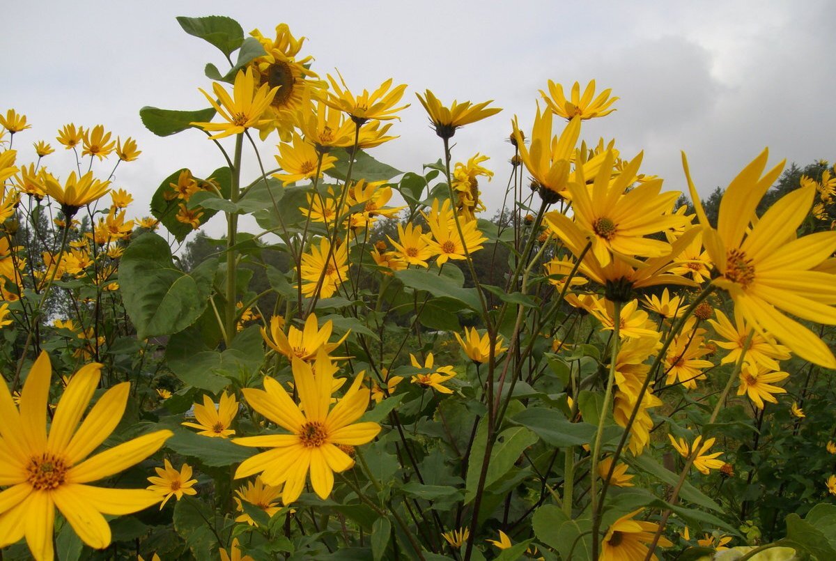 Топинамбур Helianthus tuberosus