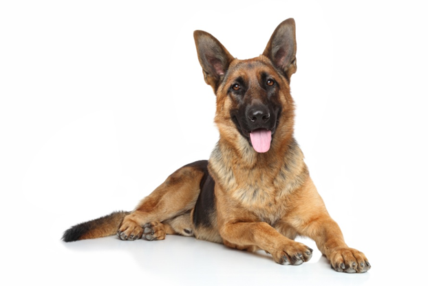 ТОП 10 лучших пород собак для охраны! | Бетховен - сеть зоомагазинов | Дзен