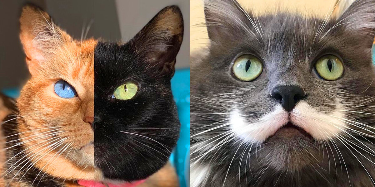 фото-интернет